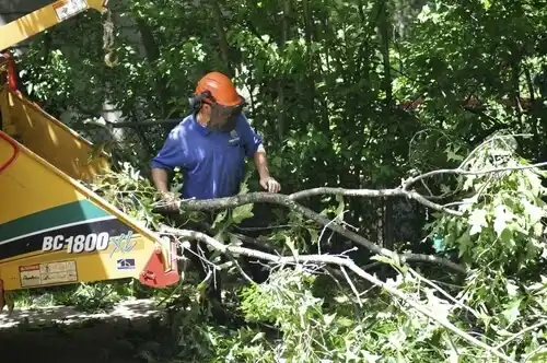 tree services Montana